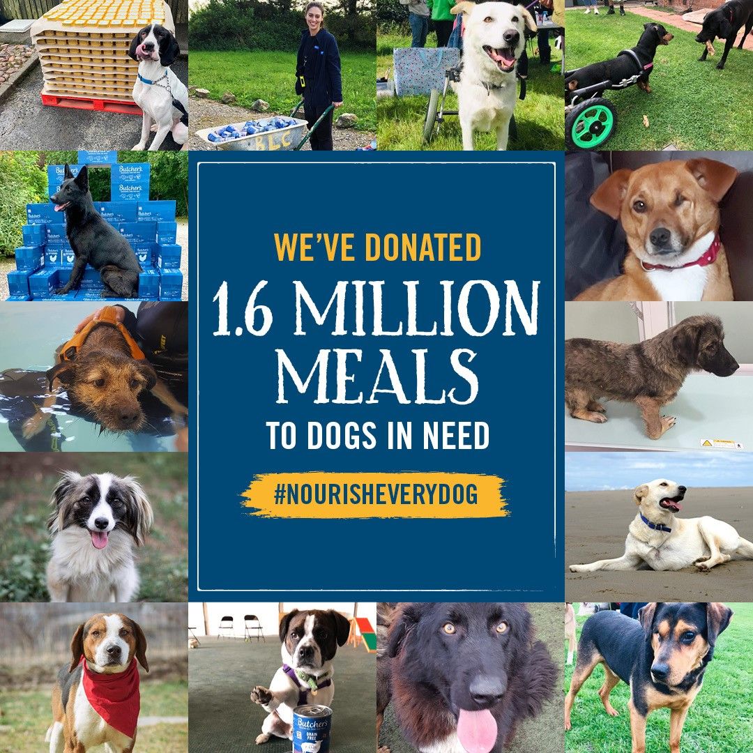 Nourishing Food for Dogs in Need